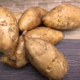 台農57號黃金薯 特價：$140