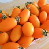 台灣紅時尚鮮果達人嚴選橙蜜香小番茄