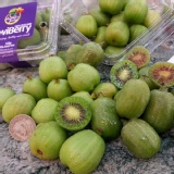 寶貝奇異果(kiwiberry)~最迷你的奇異果10元硬幣大小 特價：$146