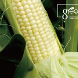 白色水果玉米 特價：$99