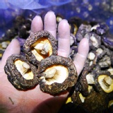 正冬中菇(剛出爐) 特價：$290