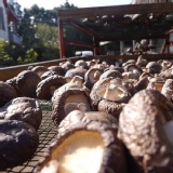 小中乾香菇 特價：$250