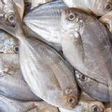 【魏家WEI JA】活凍肉鲫魚(白身)