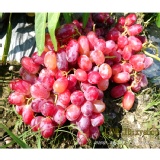 海陸雙拼爆甜無籽葡萄(紅無籽) 特價：$159