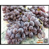 巨無霸黑地球葡萄(有籽葡萄) 特價：$159