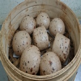 紫米桂圓養生饅頭-5入 特價：$100