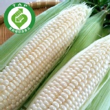 北海道水果牛奶玉米 170g/支(請以10的倍數下單)