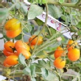 5斤裝麗金番茄~黃色 (需4的倍數)~