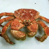 帝王蟹300-350g 特價：$199