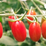 溫室極品玉女番茄 特價：$135