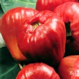 [主購禮] 訂購滿7份贈屏東林邊黑珍珠蓮霧1份(可倍數累積) 特價：$0