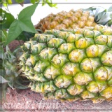 台農17號金鑽鳳梨 特價：$49