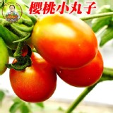 櫻桃小丸子 1斤裝 特價：$109