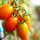 美濃橙蜜香小番茄 1斤裝 特價：$109