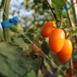 美濃橙蜜香小番茄 3斤裝 特價：$299