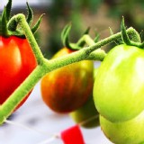 櫻桃小丸子 3斤裝