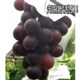巨峰葡萄