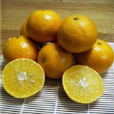 【綠安生活】吉園圃帝王柑