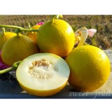 金黃蜜狀元哈密瓜 特價：$110