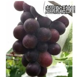 巨峰葡萄