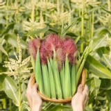 【鮮綠】紅鬚玉米筍 特價：$60