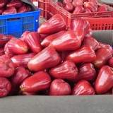 泰國紅寶石蓮霧 手提精巧禮盒 (小裂果算正常品)