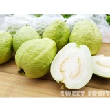 鮮採燕巢牛奶珍珠芭樂 特價：$69