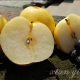 梨中極品~嚴選梨山の白梨