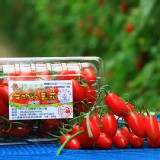 【豐碩果園】頂級玉女牛奶小番茄 特價：$140