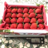豐香草莓二號(半斤)