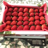 豐香草莓三號(半斤) 特價：$180