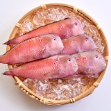 【凍凍鮮】紅新娘魚