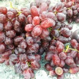 薄皮特甜~迷你紅無籽葡萄~大人小孩都愛吃