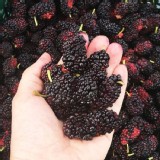 【老農手摘】天然野生桑葚果 特價：$110