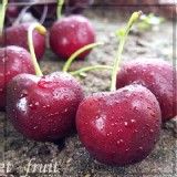 【高山品種】新鮮直達脆甜櫻桃9.5R 特價：$199