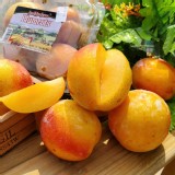 【鮮瑩】黃金蛋