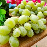 【鮮瑩】糖心綠無籽葡萄
