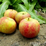 【鮮瑩】高山無蠟蜜蘋果 特價：$10