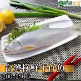 【鮮綠生活】台灣極鮮午仔魚