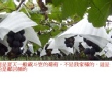 鄰居家戴斗笠葡萄提供圖片供大家參考 夏天大多數是戴斗笠葡萄.鄰居家戴斗笠葡萄供圖片供大家參考