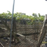 一般葡萄僅供參考 一般葡萄園僅供參考