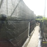 網室套袋葡萄園 左邊是網室栽培葡萄園右邊是一般葡萄園供大家參考