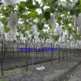 大村鄉網室套袋巨峰葡萄 網路少有的網室葡萄 含箱5斤季節限定大村鄉網室栽培套袋巨峰葡萄真正套袋吃的最安心