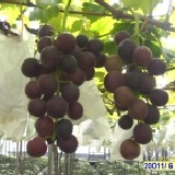 彰化大村鄉網室套袋巨峰葡萄 每箱含箱5台斤網室栽培套袋巨峰葡萄真正套袋吃的最安心又甜又香四箱宅配到家