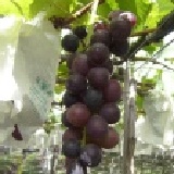 彰化大村鄉套袋巨峰葡萄 每箱含箱5台斤網室栽培套袋巨峰葡萄真正套袋吃的最安心又甜又香預購中 特價：$280