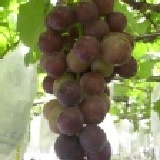 大村鄉網室栽培套袋巨峰葡萄真正套袋 特價：$280