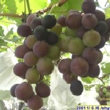 大村鄉網室栽培套袋巨峰葡萄真正套袋 每箱含箱5台斤網室栽培套袋巨峰葡萄真正套袋吃的最安心又甜又香四箱宅配到家