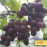 彰化大村鄉套袋巨峰葡萄 每箱含箱5台斤網室栽培套袋巨峰葡萄真正套袋吃的最安心又甜又香