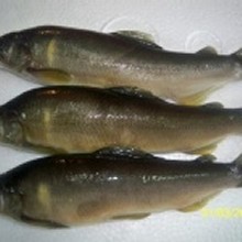 宜蘭香魚
