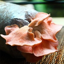 [大合購] 新竹物流-在地精選＊豐年農場菇菇栽植太空包